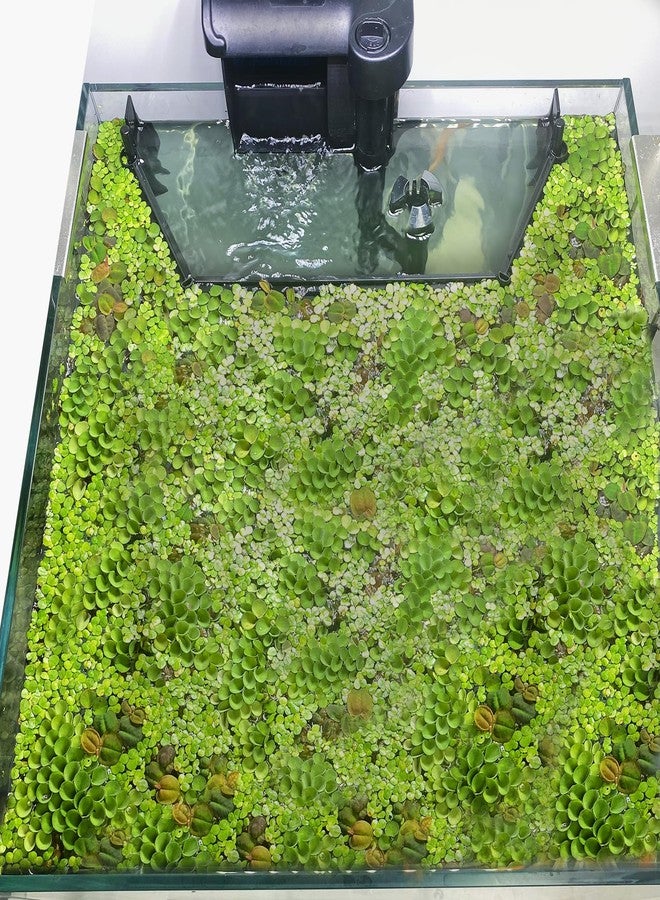 Switior Floating Plant Corral for Aquarium, Fish Tank Accessories to Separate Floating Plants, Automatically Adjusts Height with Water Level, Suitable for All Floating Plants and All Aquariums (Style 1) - Image 1